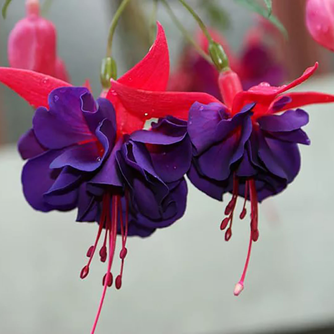 Фуксия гибридная Fuchsia hybrida